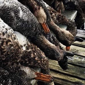 Meet your Posher, Dylan